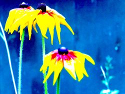 Image : fleurs jaunes sur fond bleu. Visuel du Bloc.Danse 21e édition