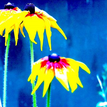 Image : fleurs jaunes sur fond bleu. Visuel du Bloc.Danse 21e édition